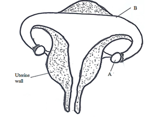 Biology Paper 1 Question Paper - KCSE CLUSTER TESTS 1, Free 2016 KCSE