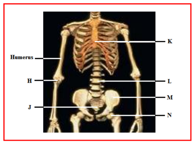 Biology Paper 3 Question Paper - 2014 Mbooni East Mock, Free 2014 KCSE