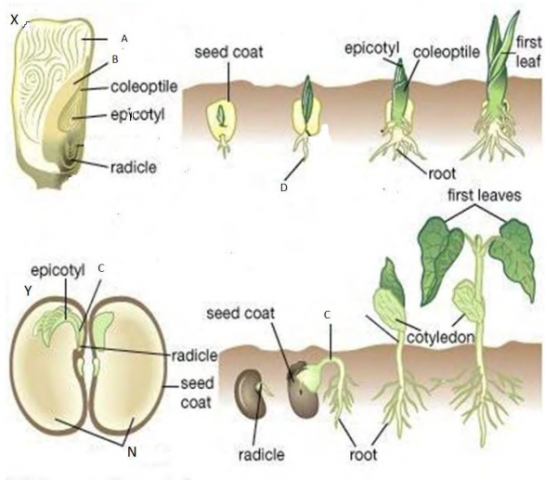 Coleoptile. Coating Seeds. Radicle Tips from seedlings. Колеоптиль